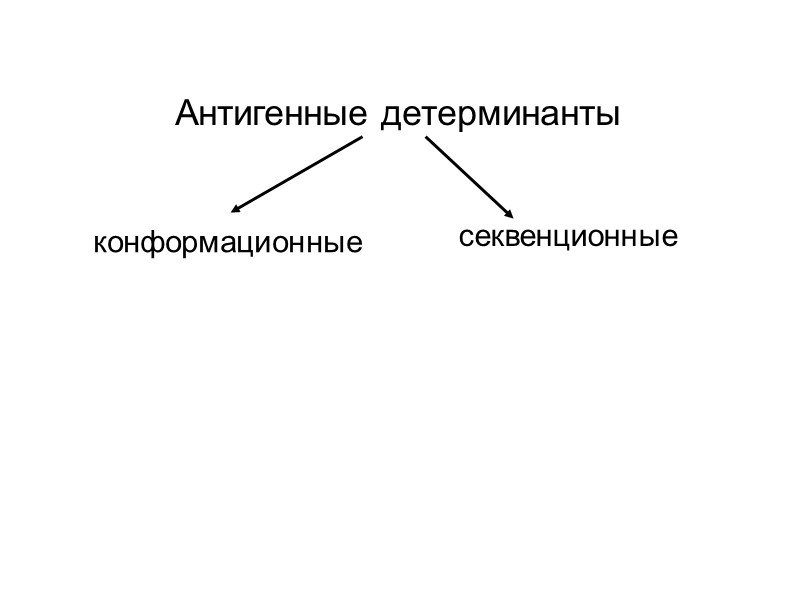 Антигенные детерминанты конформационные секвенционные